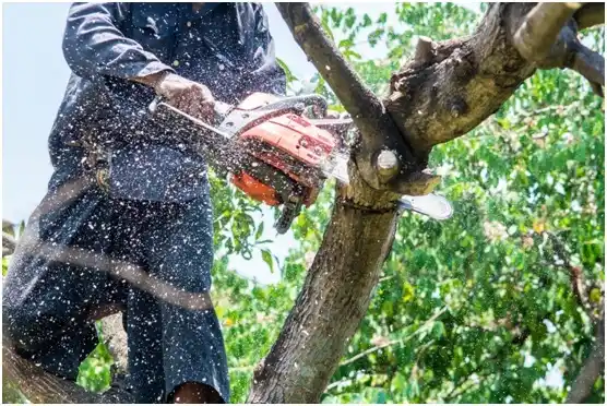 tree services Brookhaven